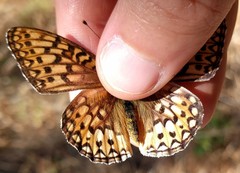 Speyeria callippe comstocki