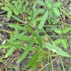 Ammannia auriculata