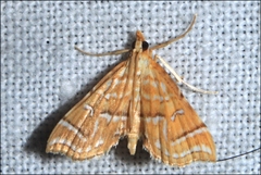 Musotima ochropteralis