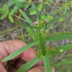Ammannia auriculata