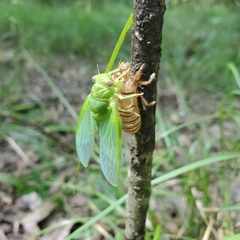 Okanagana viridis