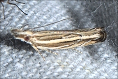 Eutorna leptographa