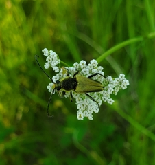 Lepturobosca