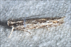 Ardozyga amblopis