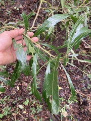 Pouteria salicifolia