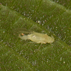 Chromaphis juglandicola