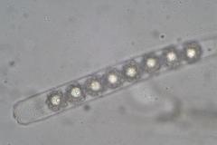 Octospora maireana