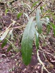 Pouteria salicifolia