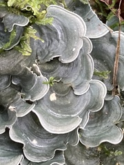 Cora pavonia