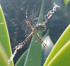 Argiope argentata