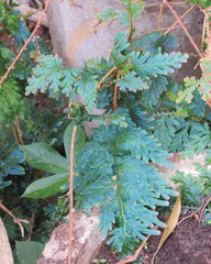 Selaginella delicatula