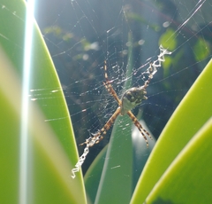 Argiope argentata