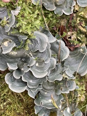 Cora pavonia