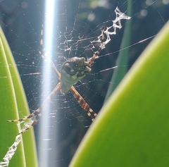 Argiope argentata
