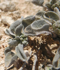 Physaria ovalifolia