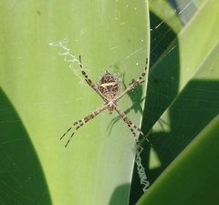 Argiope argentata