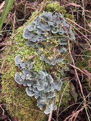 Cora pavonia