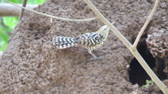 Campylorhynchus nuchalis