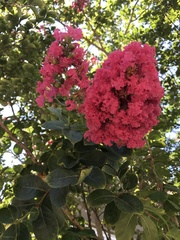 Lagerstroemia