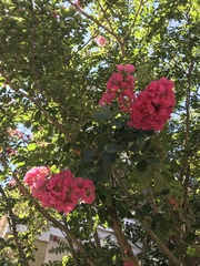 Lagerstroemia