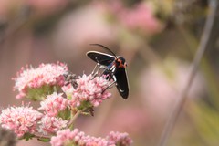 Ctenucha multifaria