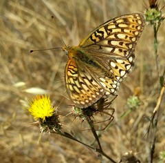 Speyeria callippe comstocki