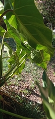 Philodendron appendiculatum