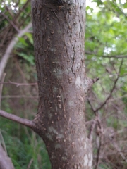 Bursera penicillata