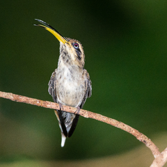 Phaethornis rupurumii