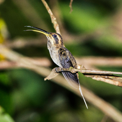 Phaethornis rupurumii