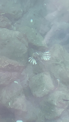 Pterois