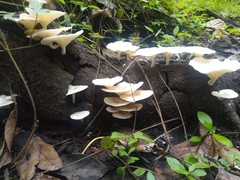 Lentinus squarrosulus