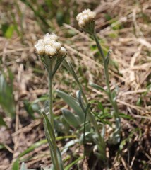 Antennaria lanata