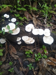 Lentinus squarrosulus