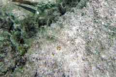 Coryphopterus glaucofraenum