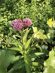 Asclepias incarnata