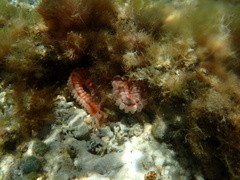 Opheodesoma spectabilis image