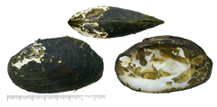 Lamprotula seomjinensis