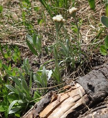 Antennaria lanata