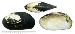 Lamprotula leaii