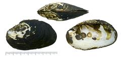 Lamprotula seomjinensis