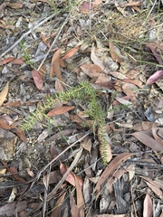 Acacia ulicifolia