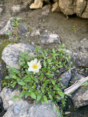 Dryas integrifolia sylvatica