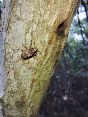 Euparius marmoreus