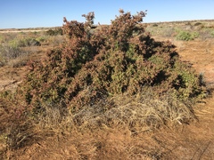 Tecticornia pergranulata