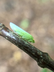 Draeculacephala robinsoni