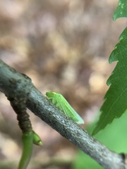 Draeculacephala robinsoni