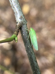 Draeculacephala robinsoni