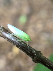 Draeculacephala robinsoni