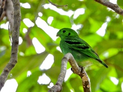 Calyptomena viridis